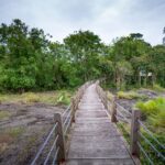 Wooden footbridge through lush green forest in Khao Yai National Park