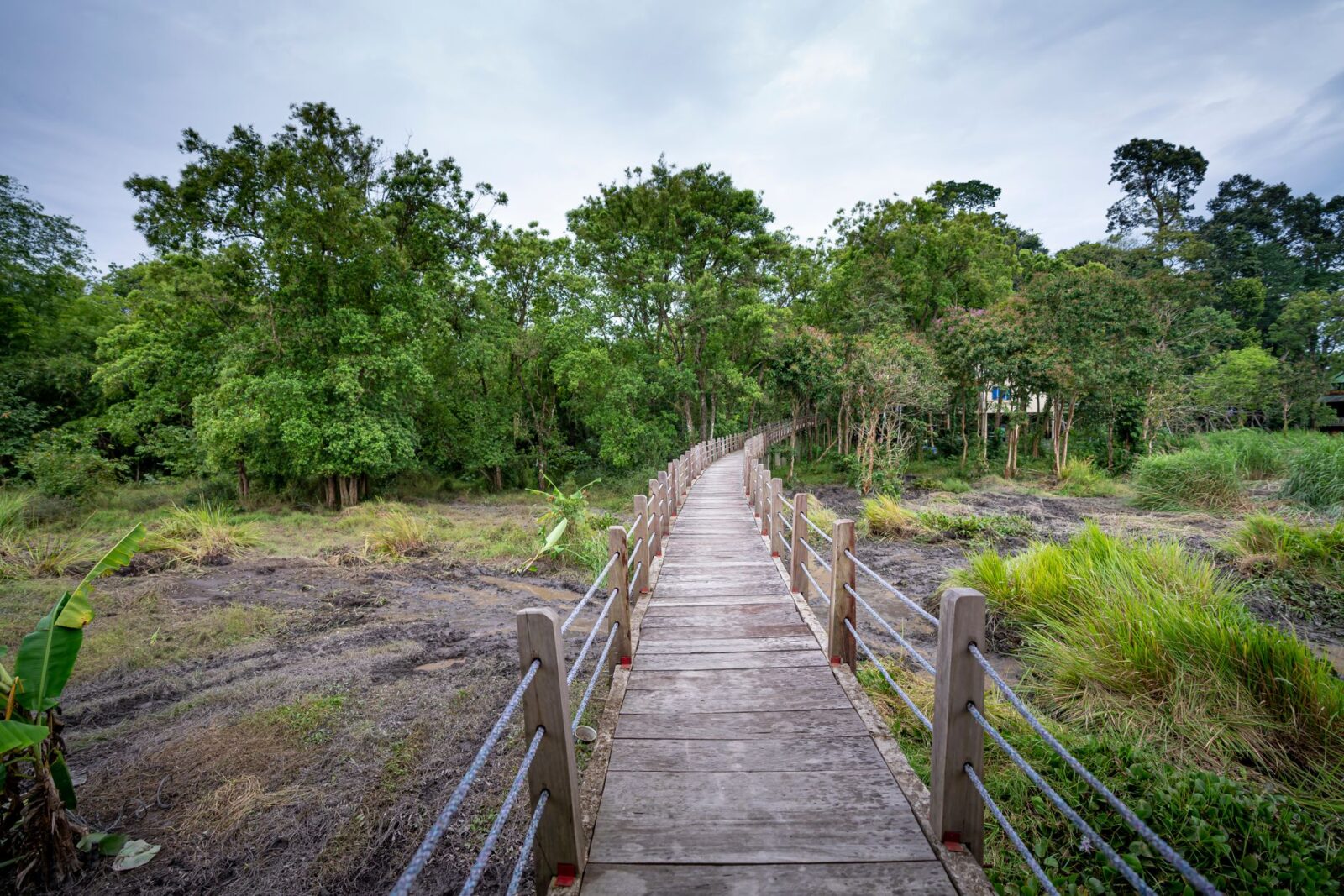 Wooden footbridge through lush green forest in Khao Yai National Park