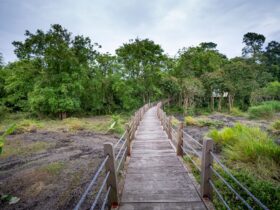 Wooden footbridge through lush green forest in Khao Yai National Park