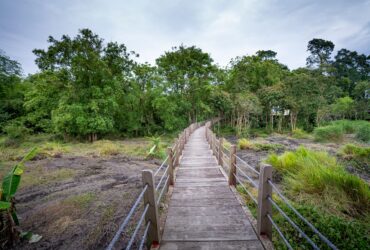 Wooden footbridge through lush green forest in Khao Yai National Park